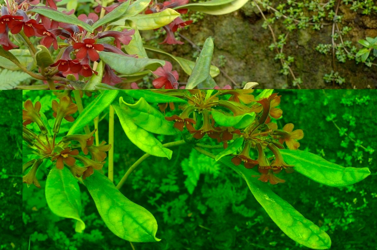 Rhododendron yongii — houseplant care guide