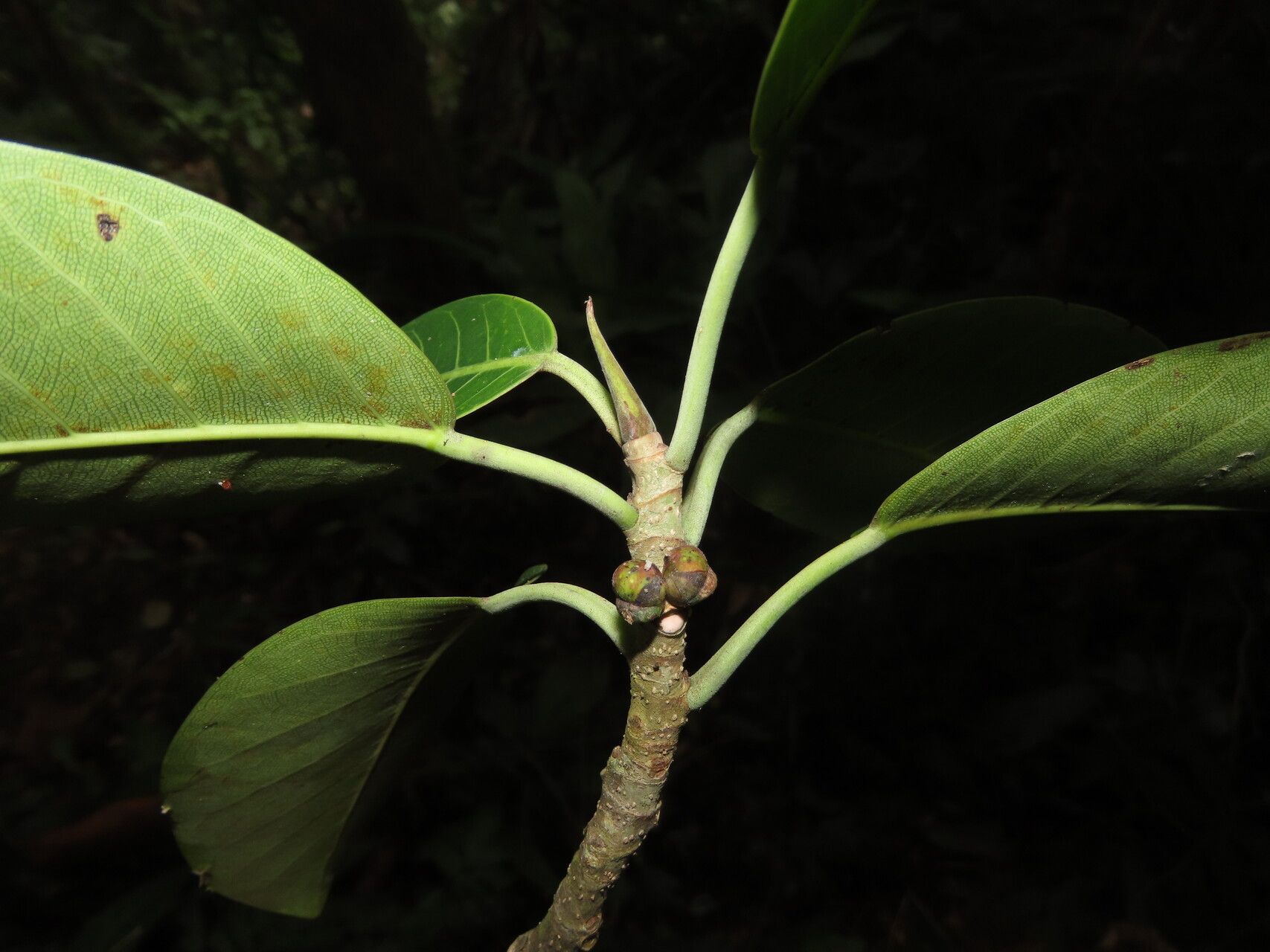 Ficus schippii — search result for 'Moraceae'