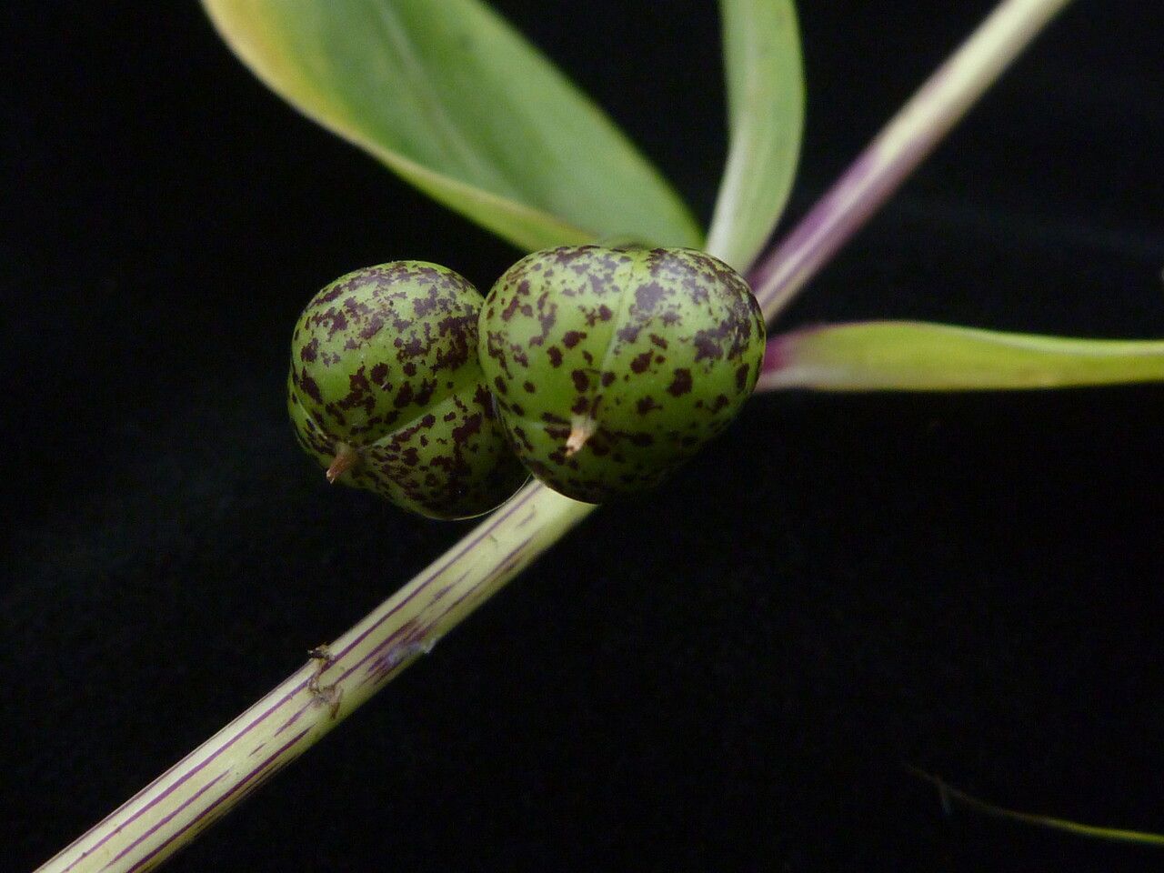 Polygonatum singalilense fruit