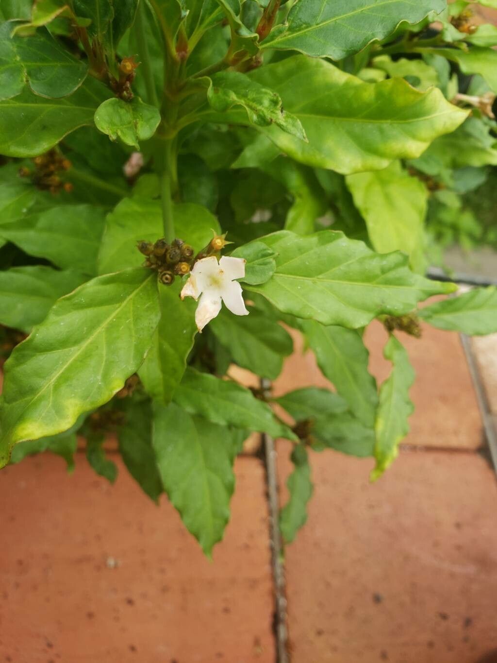 Mitriostigma axillare flower