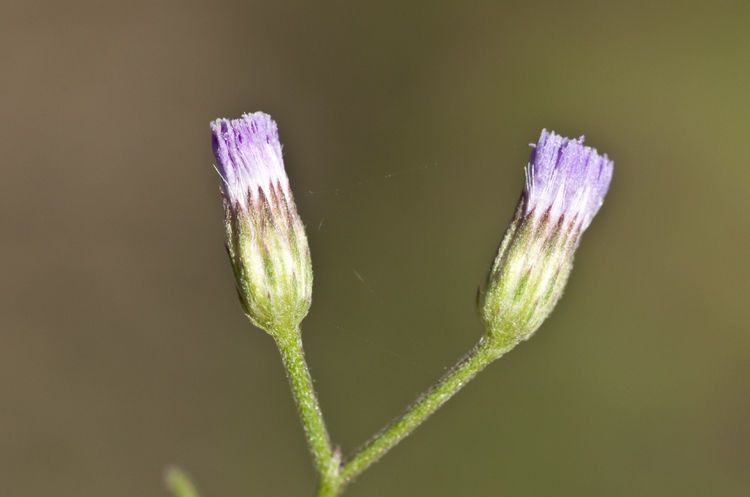 Vernonia betonicaefolia flower