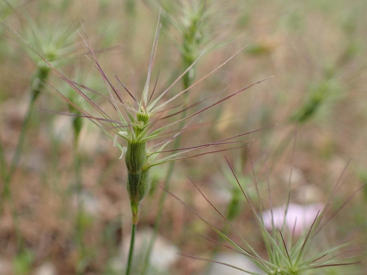 Aegilops neglecta fruit