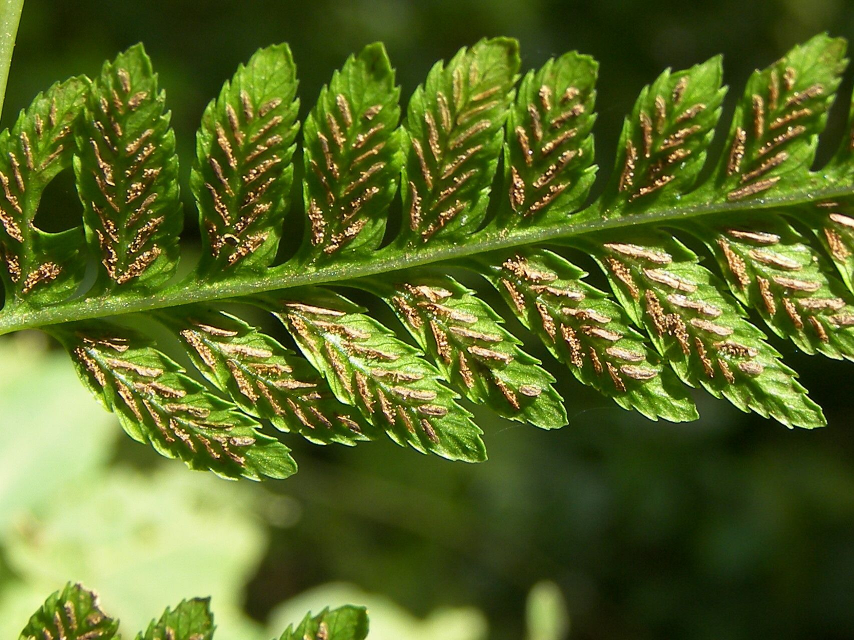 Diplazium franconis other