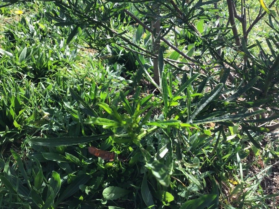 Alyogyne cuneiformis — related species from the same genus