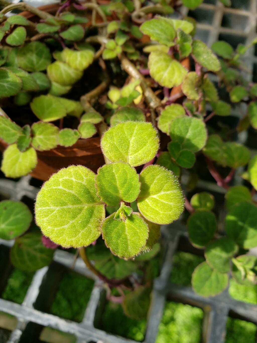 Plectranthus oertendahlii — search result for 'Coleus'