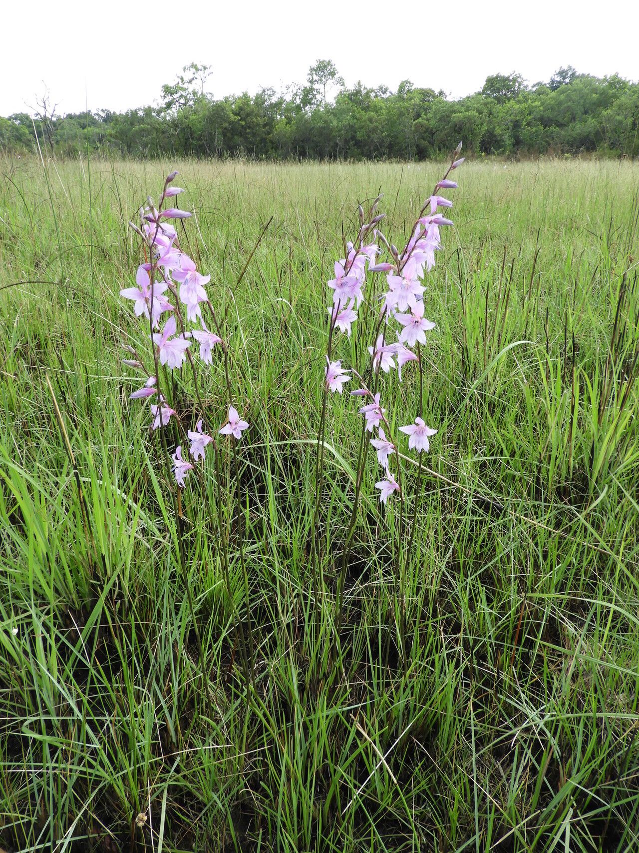 Gladiolus laxiflorus habit