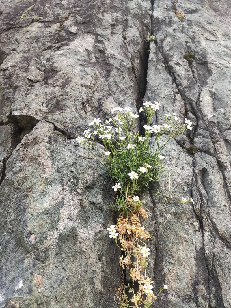 Cerastium lineare — search result for 'Cerastium'