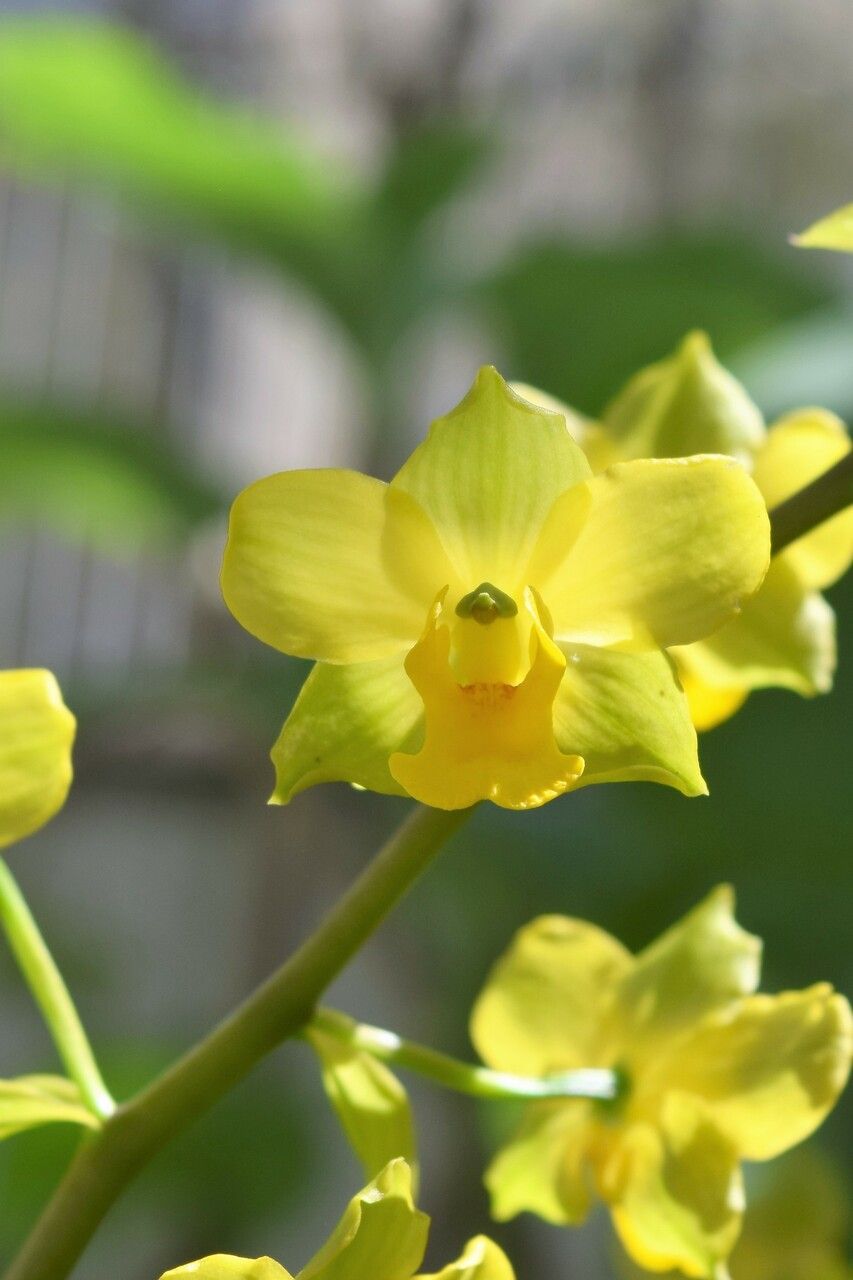 Cyrtopodium flavum flower