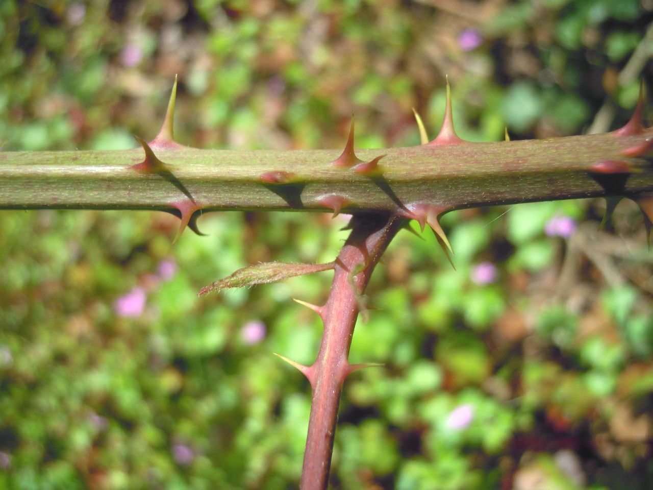 Rubus mucronatiformis bark