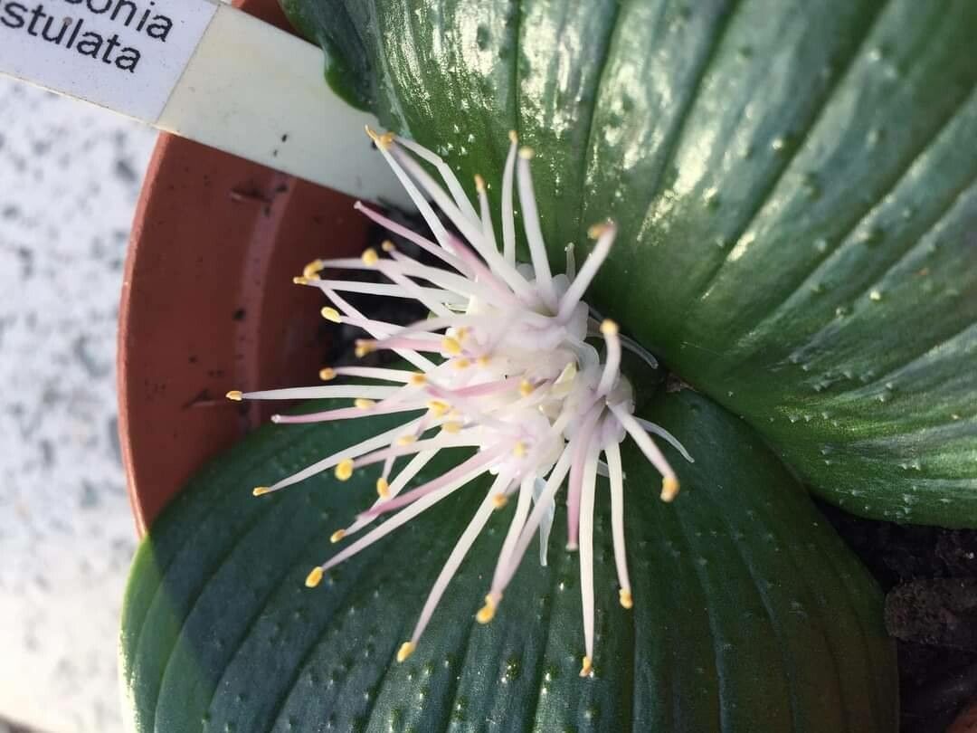 Massonia pustulata — related species from the same genus