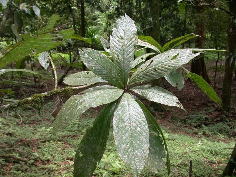 Pradosia atroviolacea — houseplant care guide