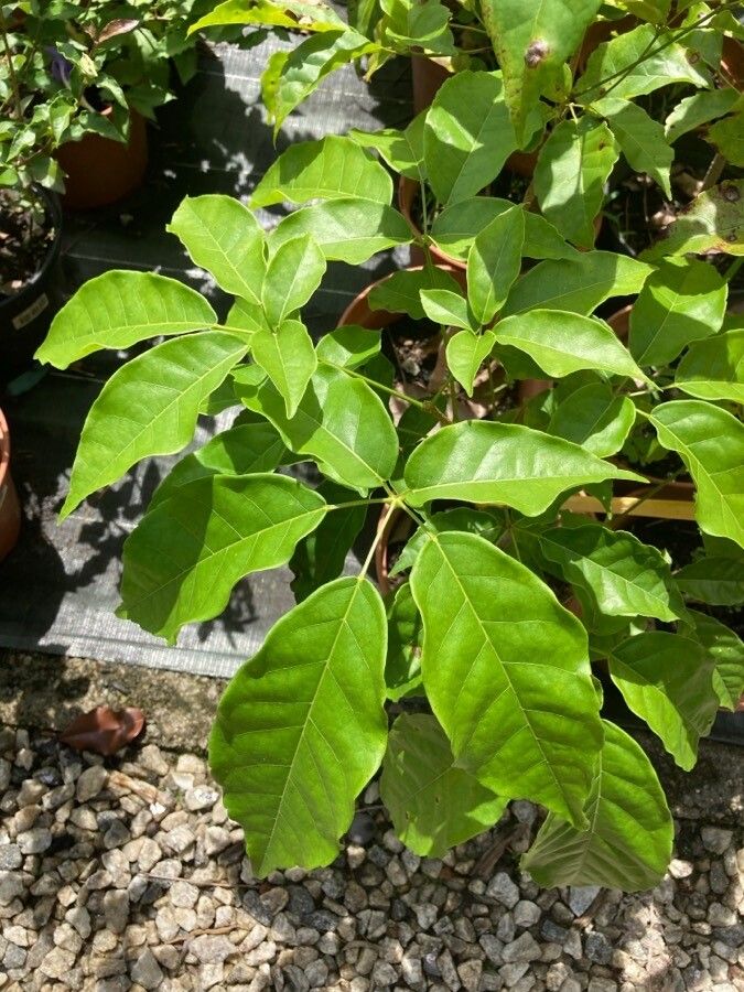 Handroanthus serratifolius leaf