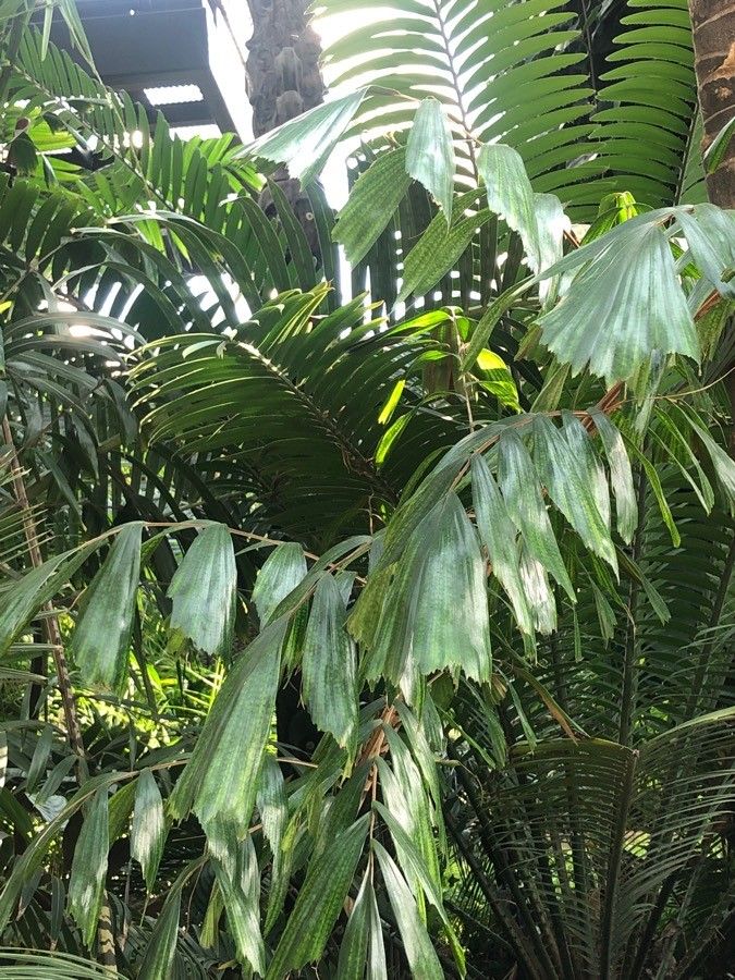 Caryota zebrina leaf