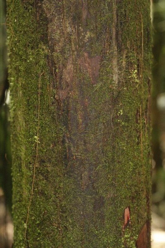 Eschweilera chartaceifolia bark