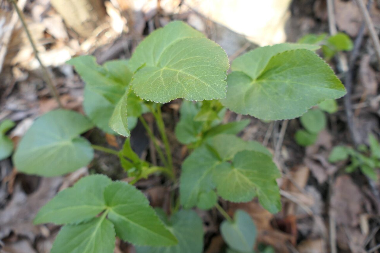 Thaspium trifoliatum leaf