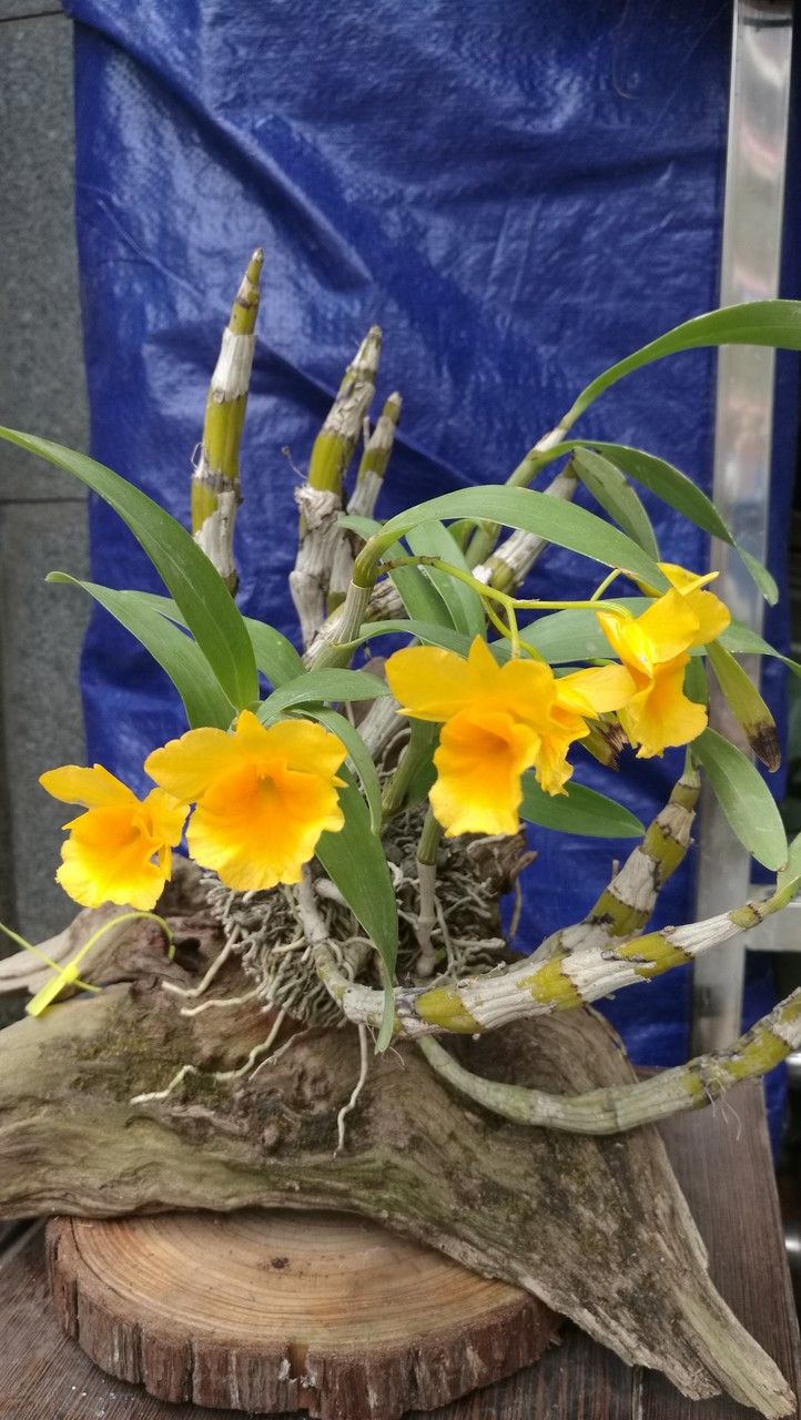 Dendrobium chrysotoxum habit