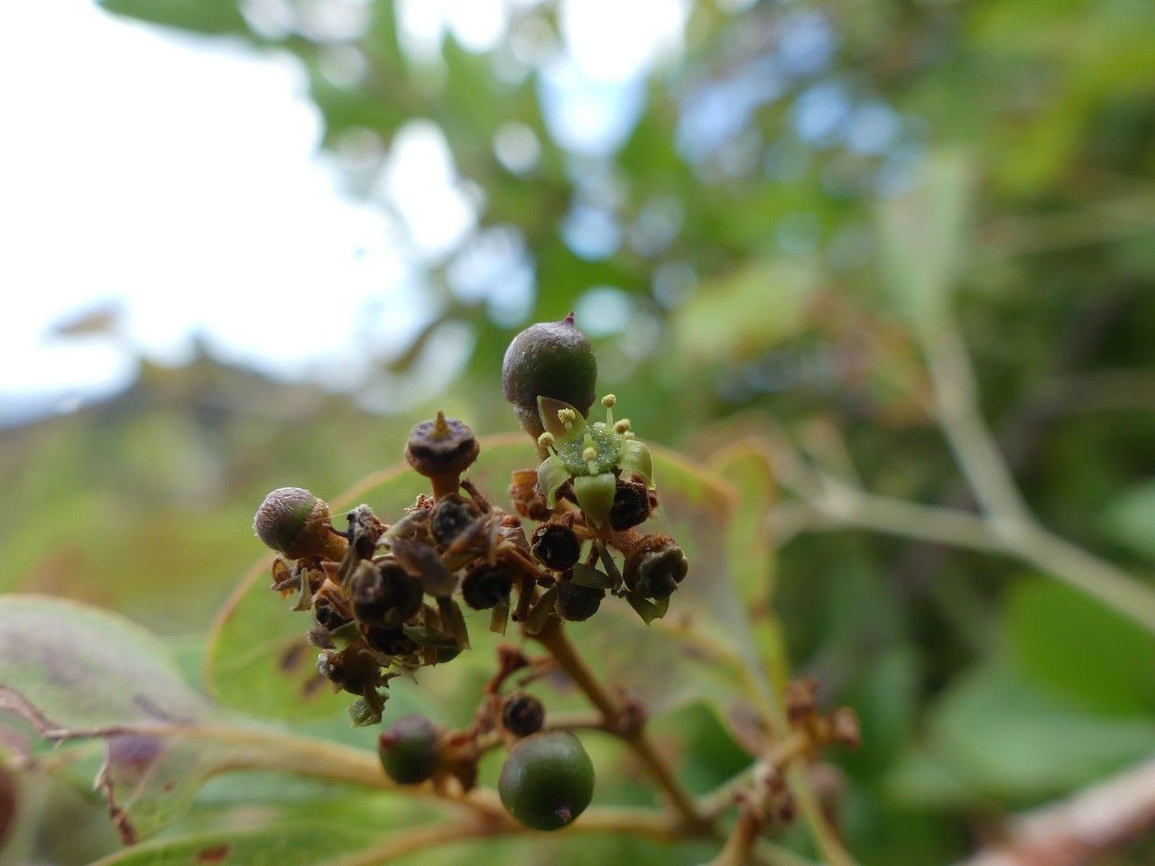 Rhoicissus revoilii — related species from the same genus