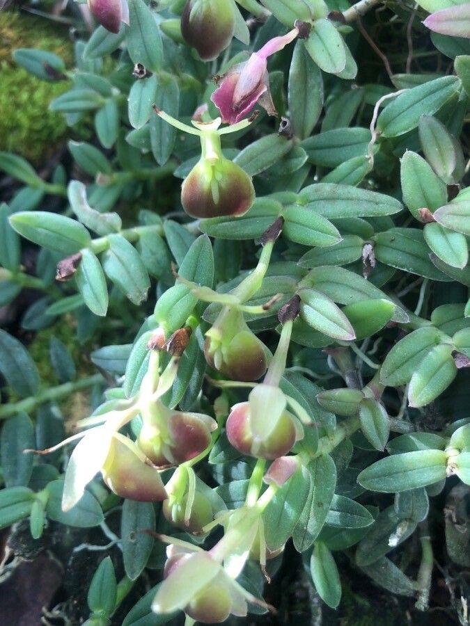 Epidendrum peperomia flower