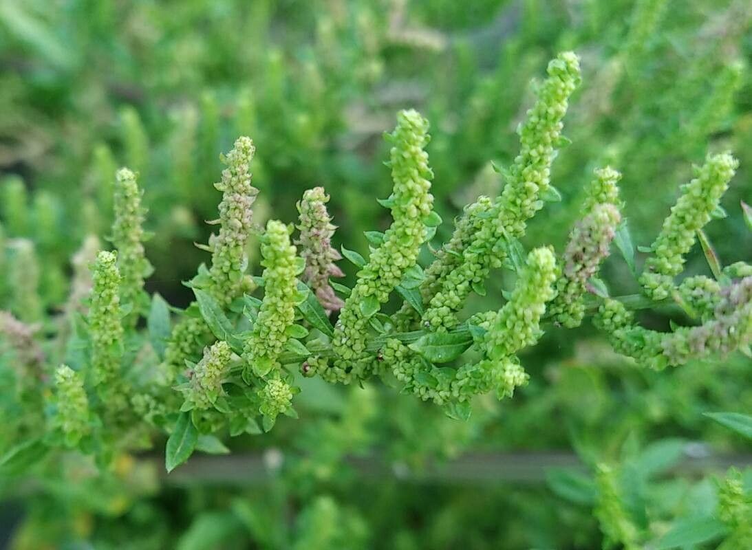 Chenopodium ambrosioides fruit