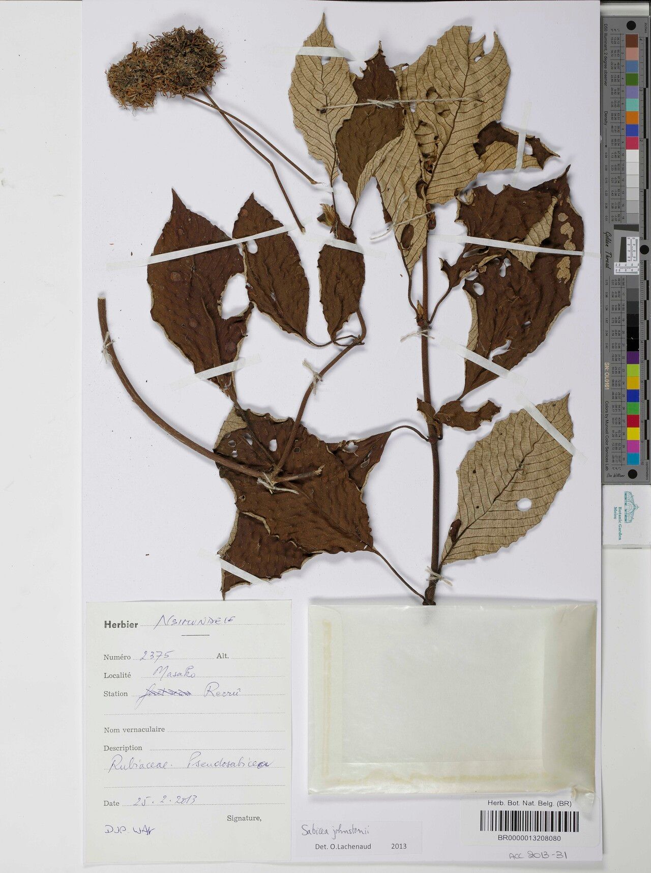 Sabicea johnstonii — houseplant care guide