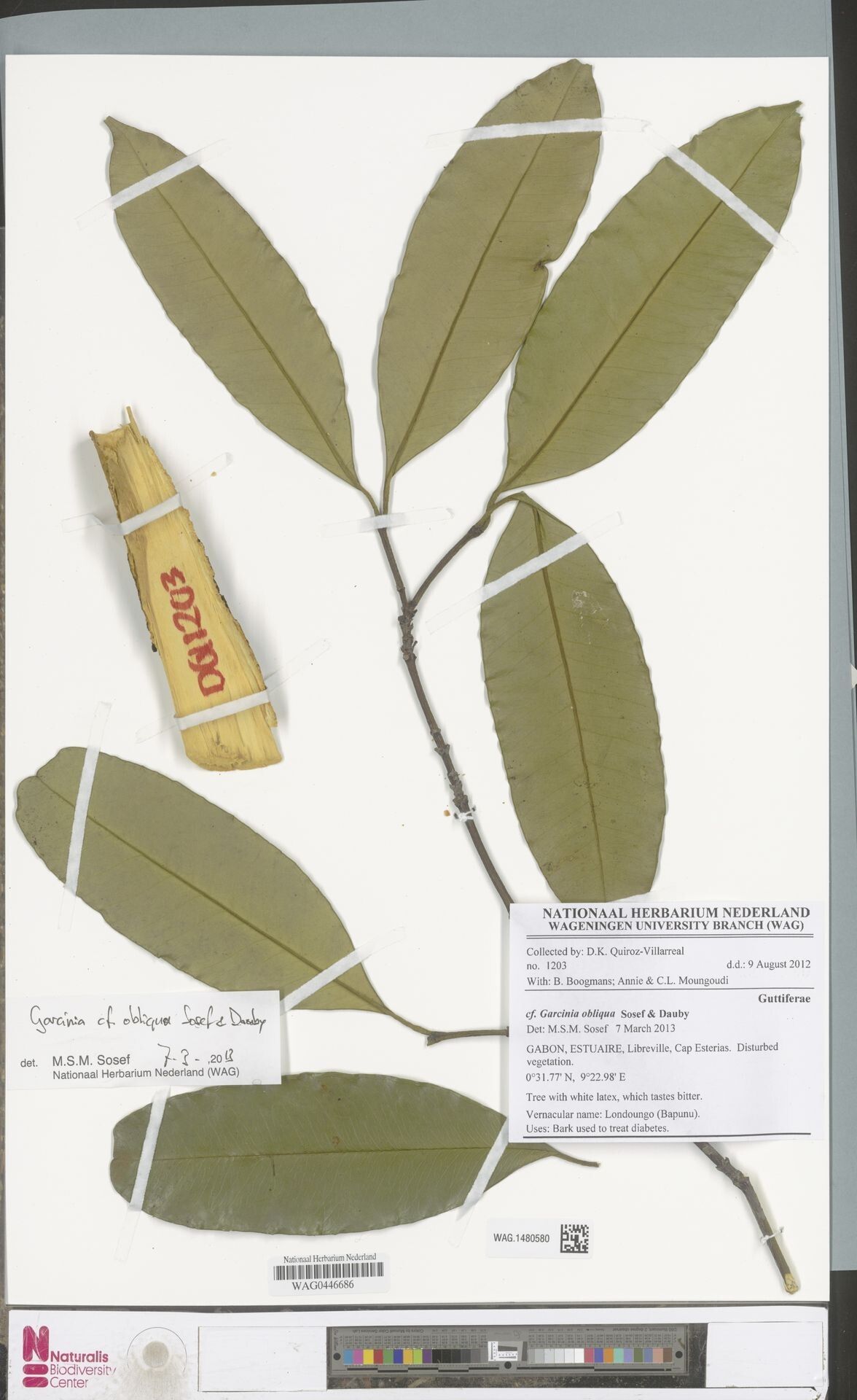 Garcinia obliqua — houseplant care guide