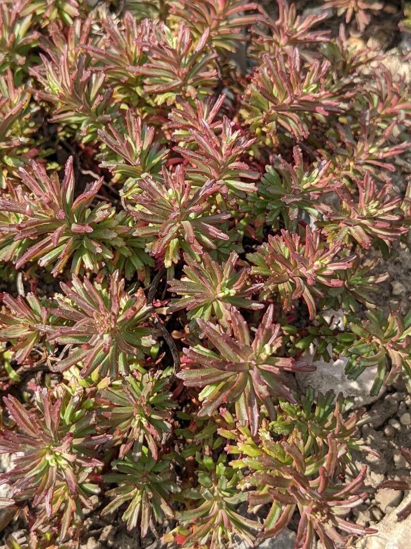 Phedimus selskianus leaf