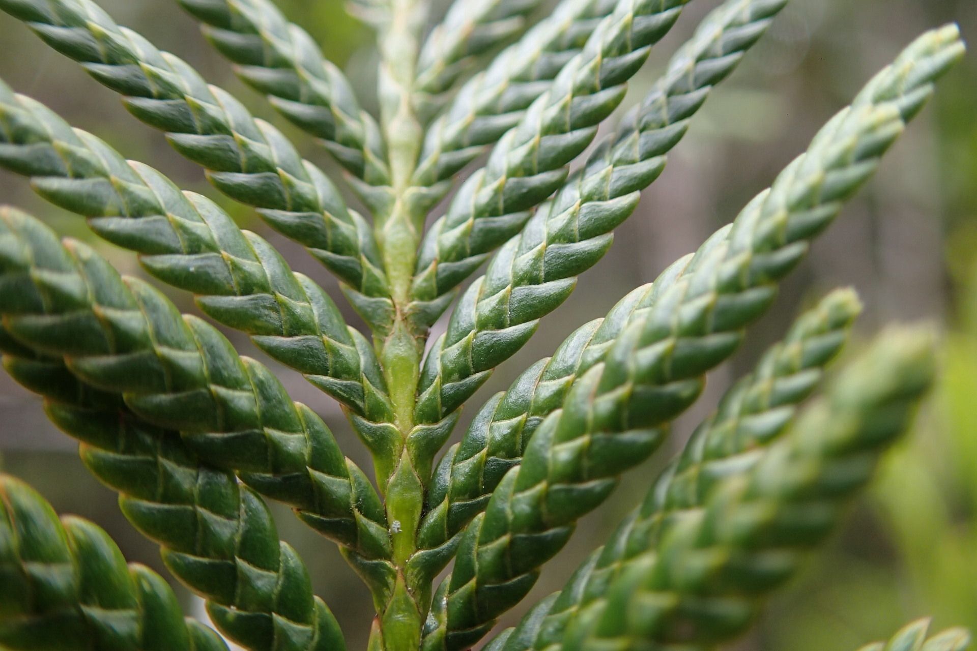 Libocedrus yateensis leaf