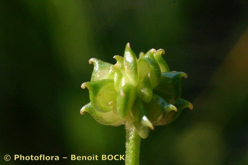 Ranunculus × polyanthemoides fruit