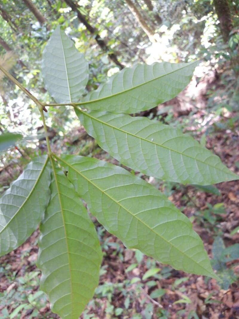 Vitex triflora — search result for 'Vitex'