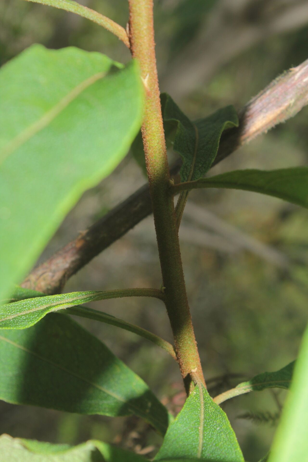 Solanum trachycyphum bark
