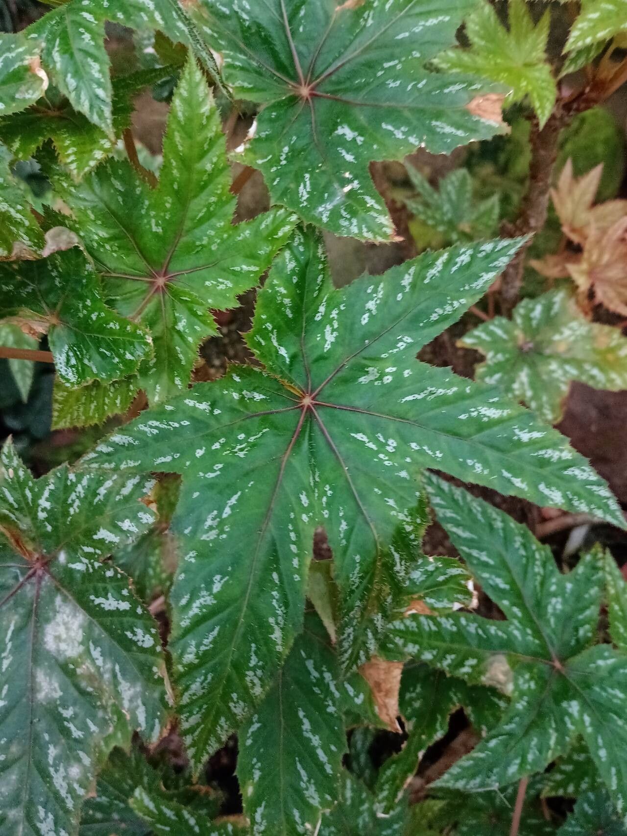 Begonia acerifolia