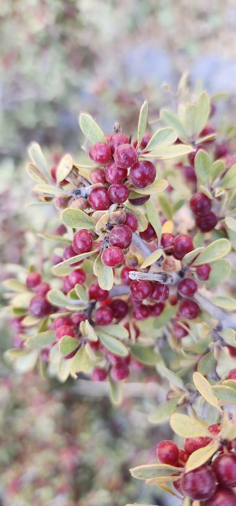 Rhamnus kurdica fruit