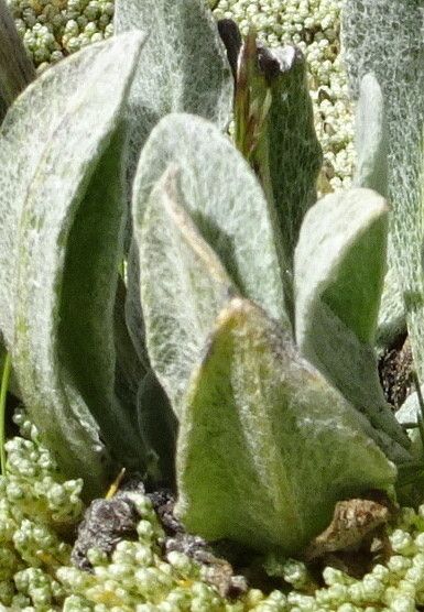 Senecio candollii — houseplant care guide