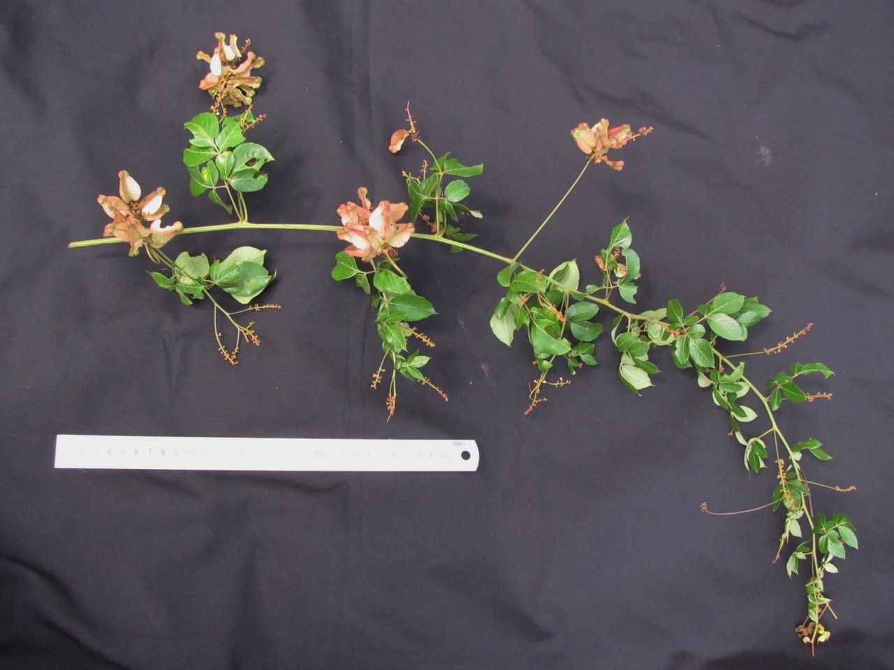 Serjania acuta other