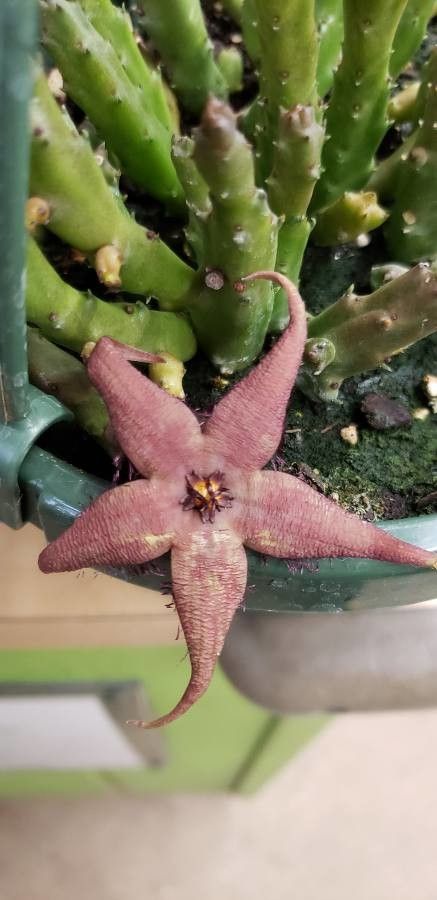 Stapelia schinzii flower