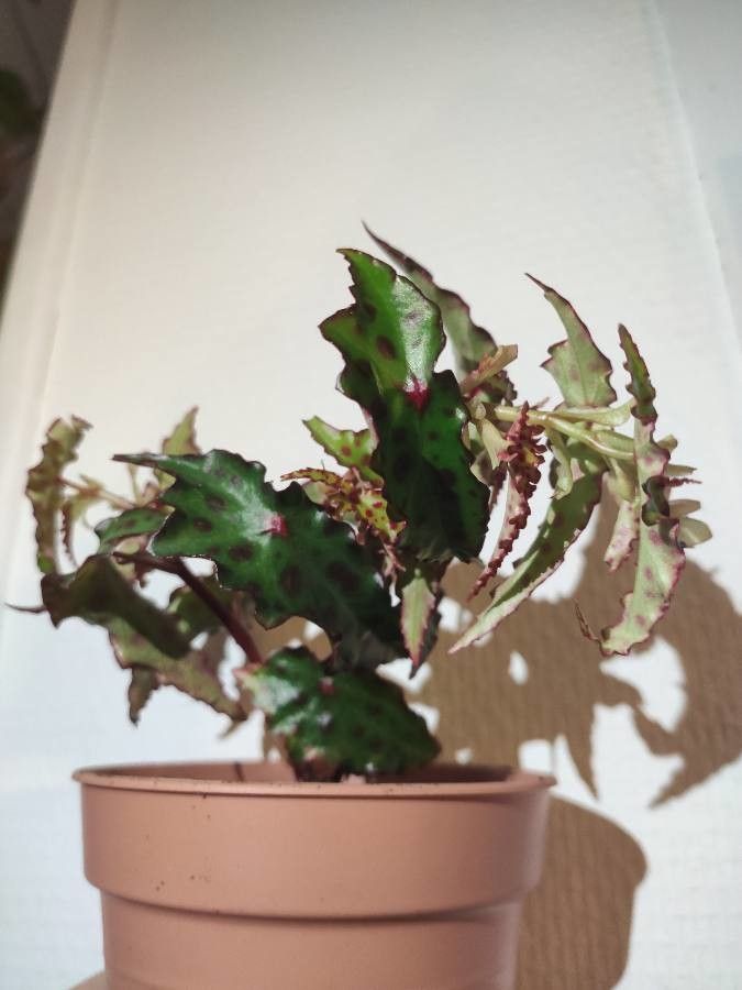 Begonia amphioxus