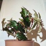 Begonia amphioxus