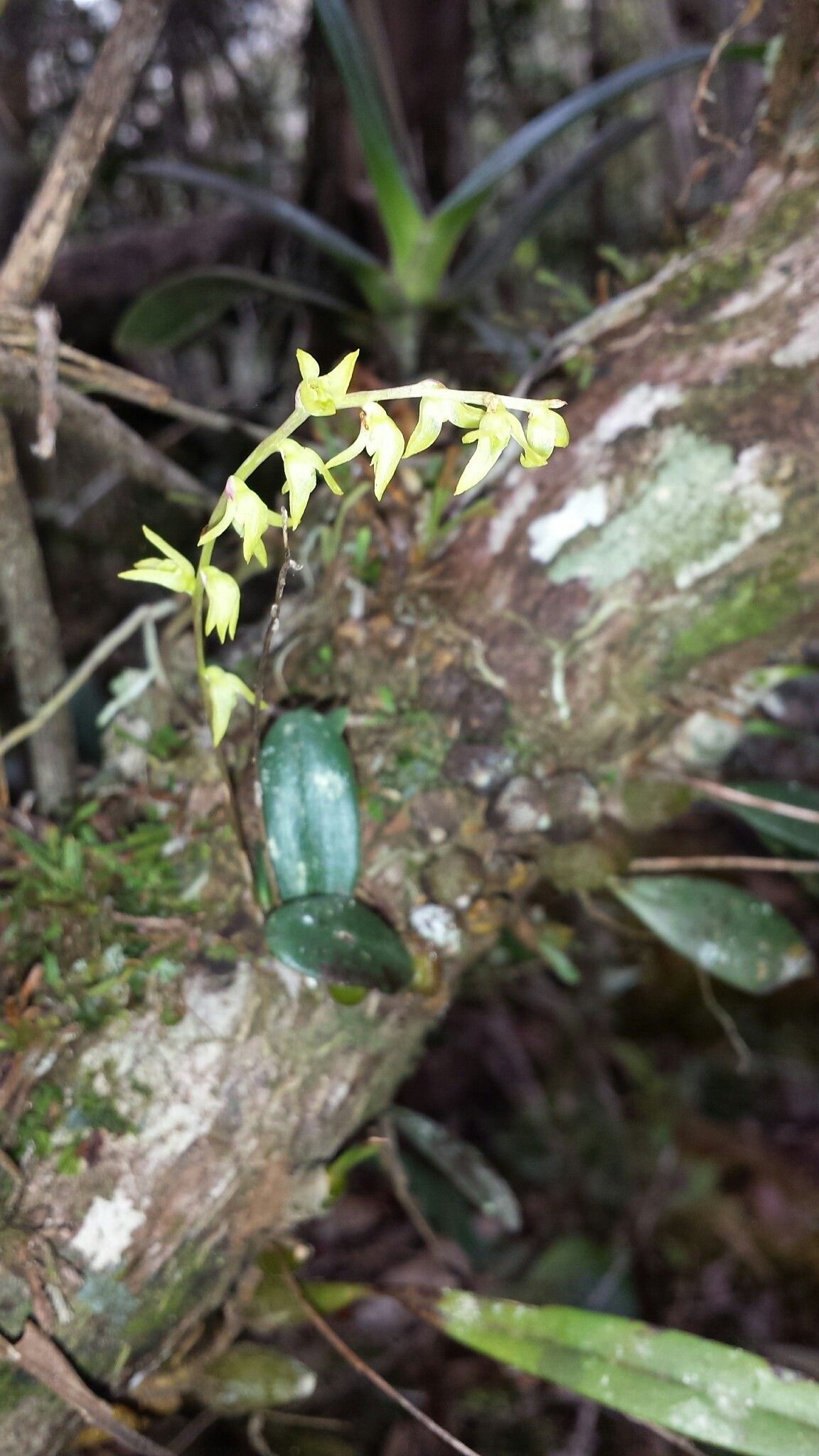 Bulbophyllum leptostachyum flower