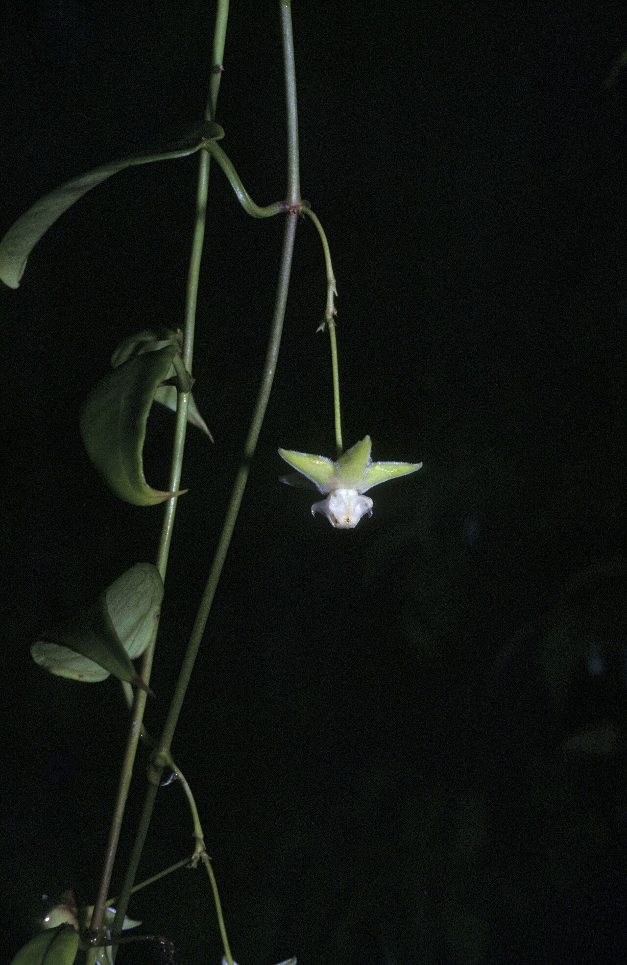 Cynanchum blandum flower