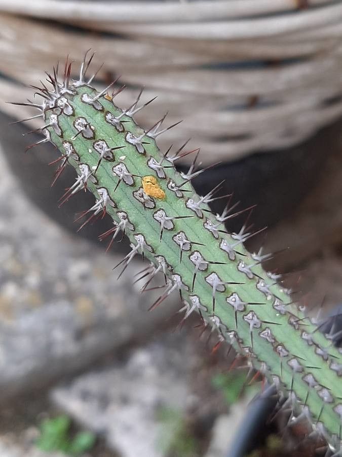 Euphorbia baioensis bark
