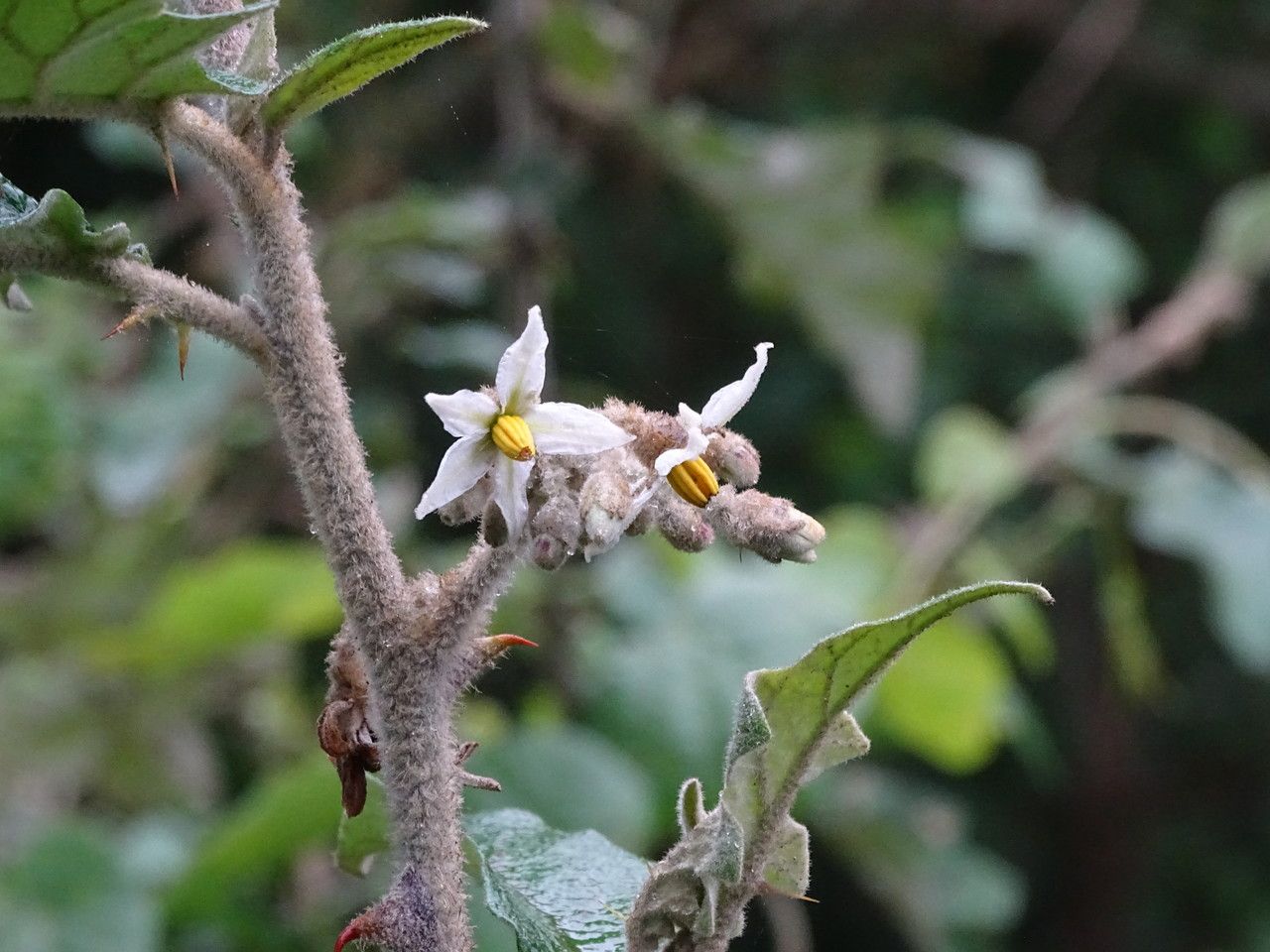 Solanum agnewiorum flower