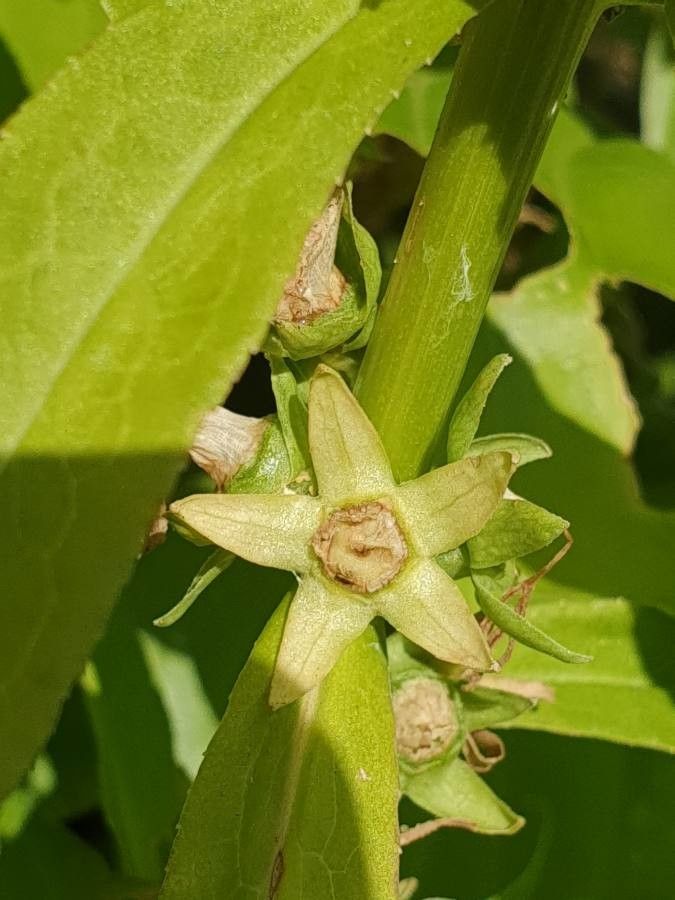 Campanula pyramidalis fruit