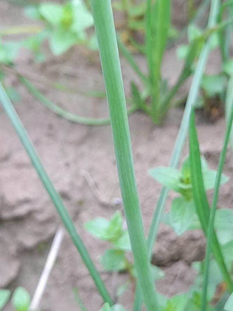 Allium longisepalum bark