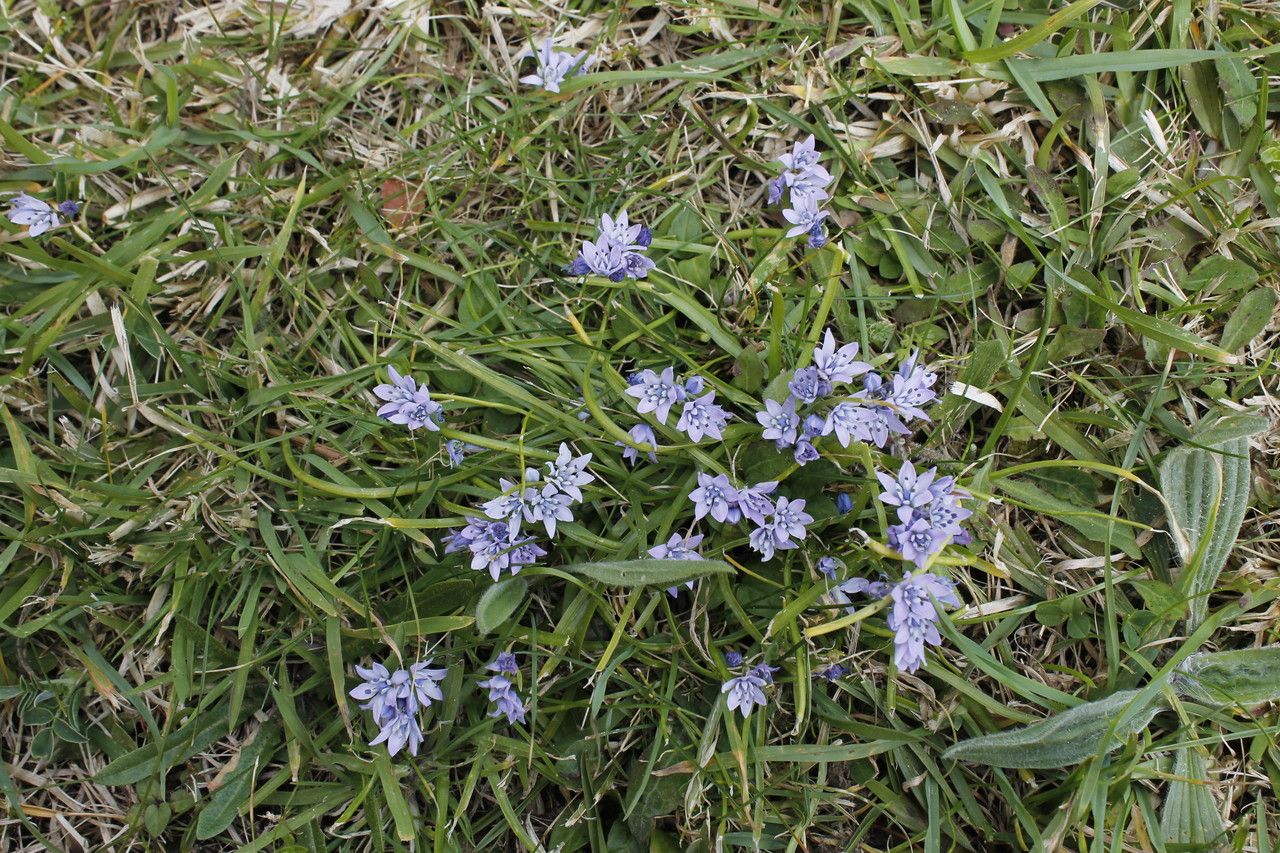 Scilla verna habit