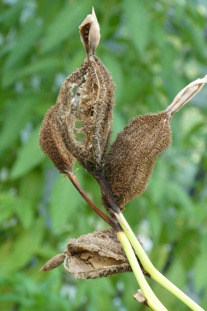 Canna flaccida fruit