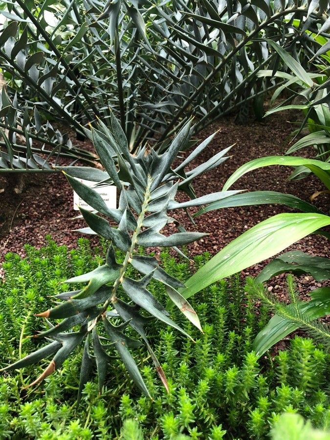 Encephalartos horridus leaf