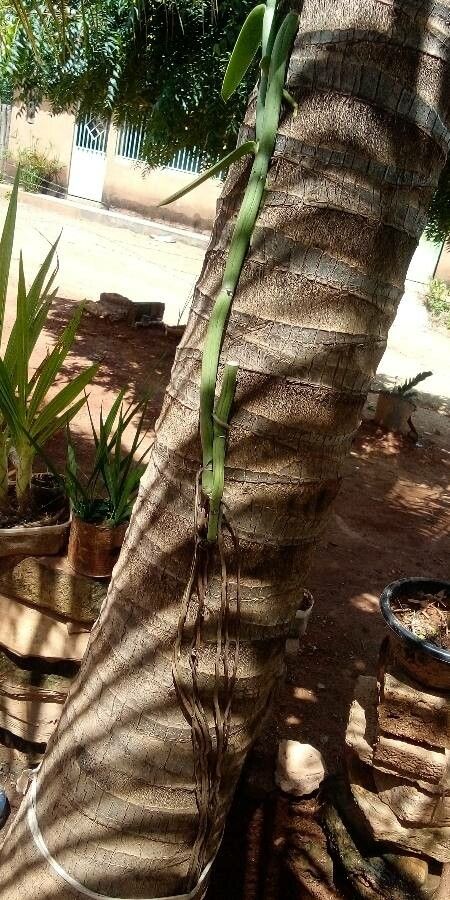 Vanilla edwallii bark