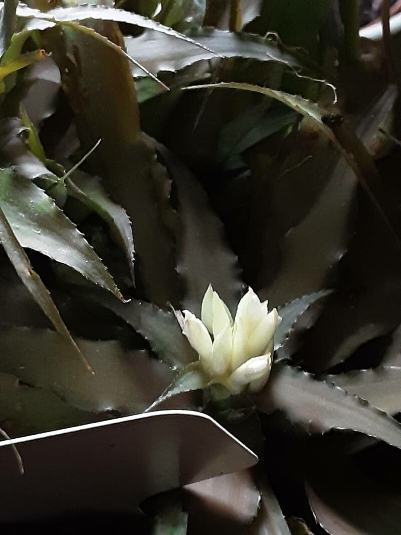 Cryptanthus acaulis flower