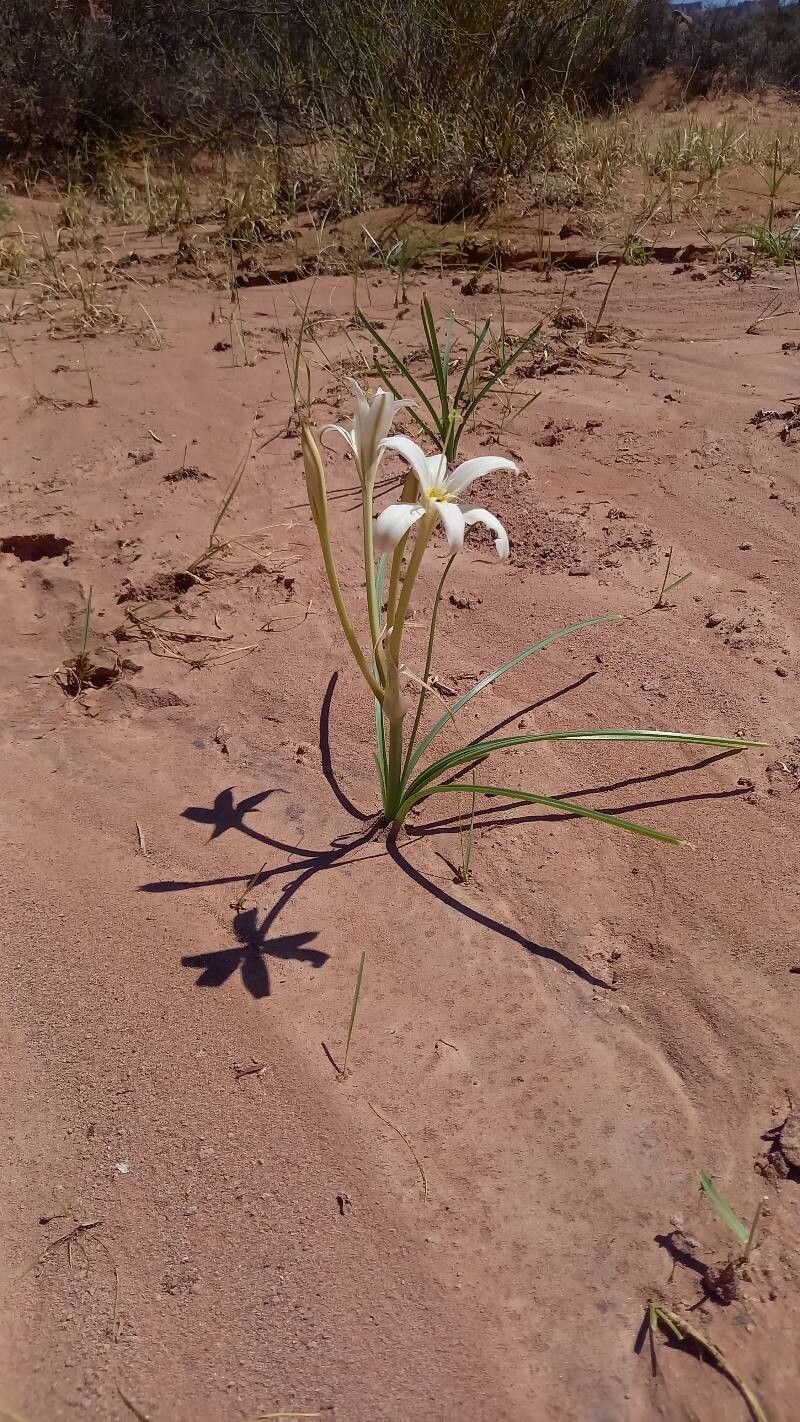 Zephyranthes jamesonii habit