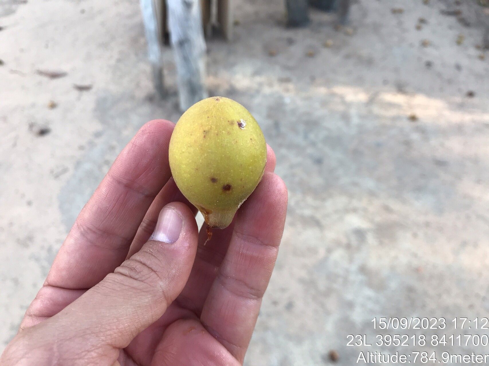 Terminalia corrugata fruit